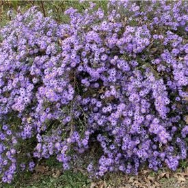 Oblongifolius, Aster Seeds
